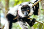 MADAGASCAR DIVING AND WILDLIFE ADVENTURE