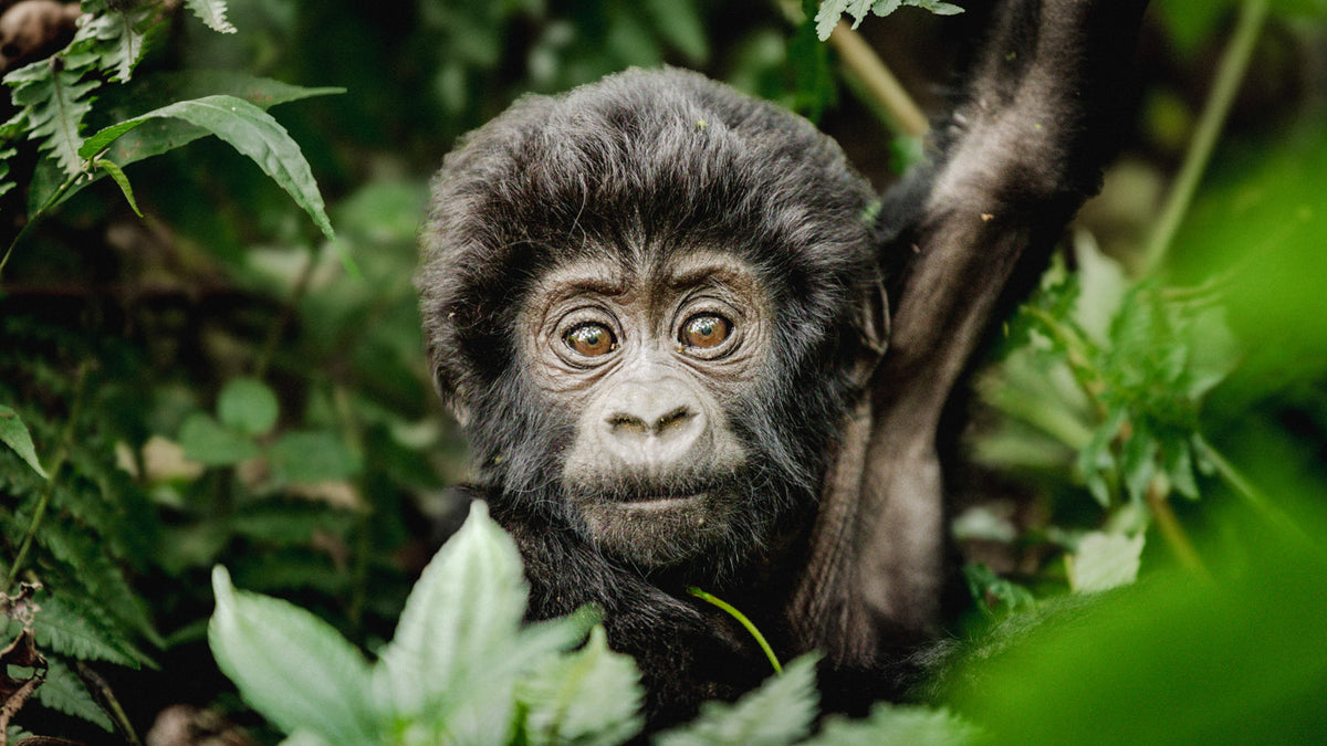 RWANDA GORILLA & RAINFOREST SAFARI
