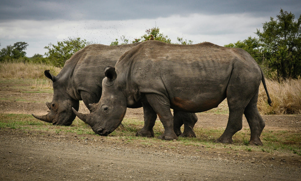 KRUGER SIGNATURE EXPERIENCE