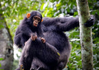 UGANDA GORILLA & WILDLIFE SAFARI
