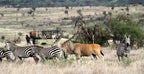 SERENGETI GREAT MIGRATION SAFARI
