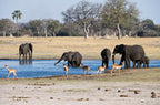 VICTORIA FALLS & HWANGE SAFARI
