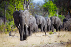 VICTORIA FALLS & HWANGE SAFARI