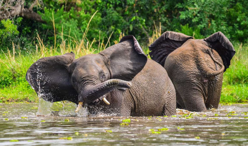 UGANDA GORILLA & WILDLIFE SAFARI