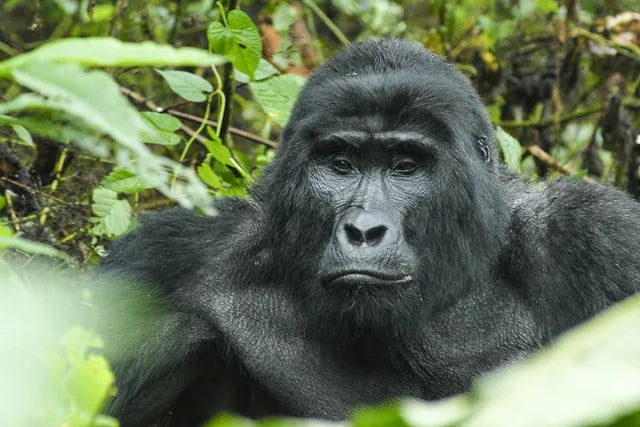 RWANDA GORILLA & RAINFOREST SAFARI