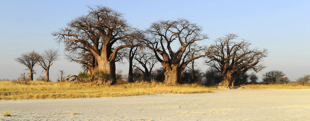 BOTSWANA SIGNATURE SAFARI