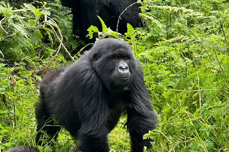 RWANDA GORILLA & RAINFOREST SAFARI