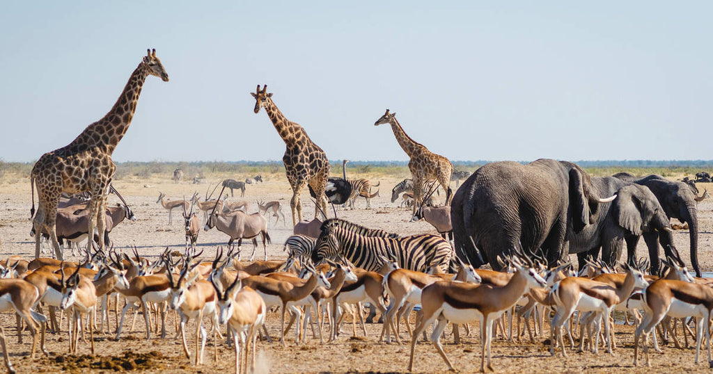 TRANS AFRICA SIGNATURE LODGE SAFARI