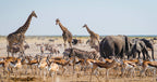 TRANS AFRICA SIGNATURE LODGE SAFARI