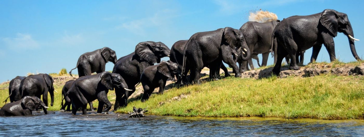 VICTORIA FALLS & CHOBE SAFARI