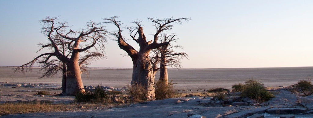 BOTSWANA SIGNATURE SAFARI