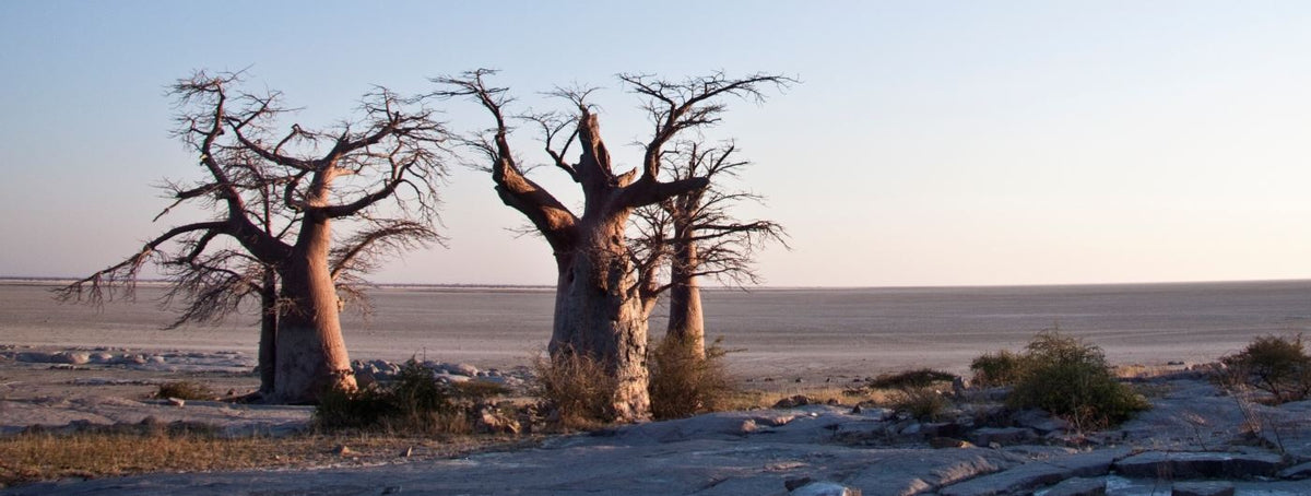 BOTSWANA SIGNATURE SAFARI