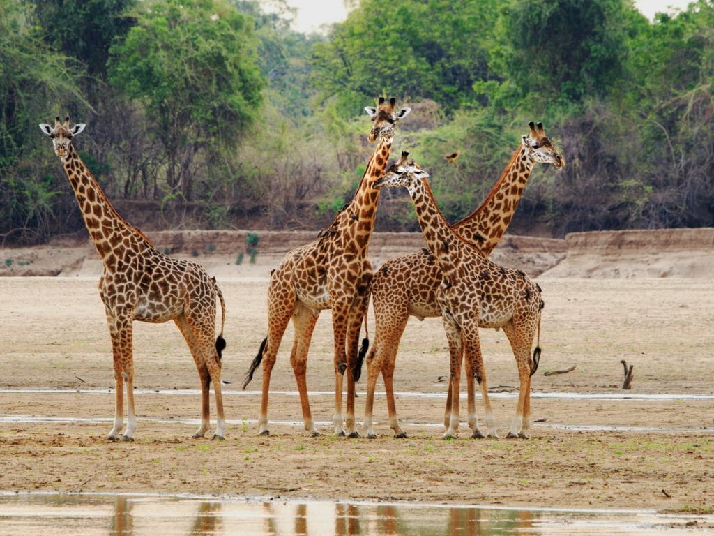 ZAMBEZI & LUANGWA SIGNATURE SAFARI