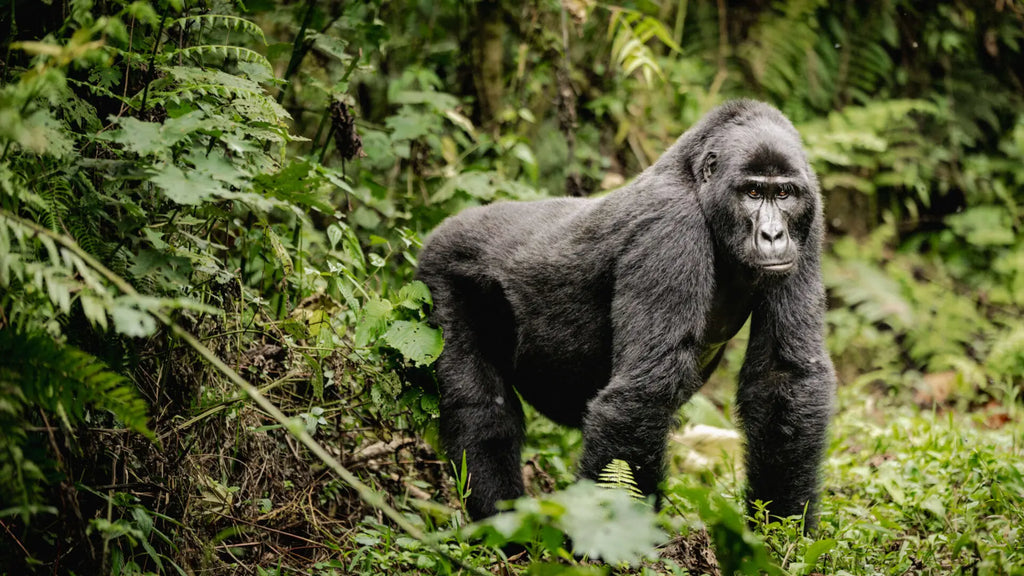 UGANDA GORILLA & WILDLIFE SAFARI