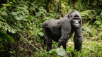 UGANDA GORILLA & WILDLIFE SAFARI