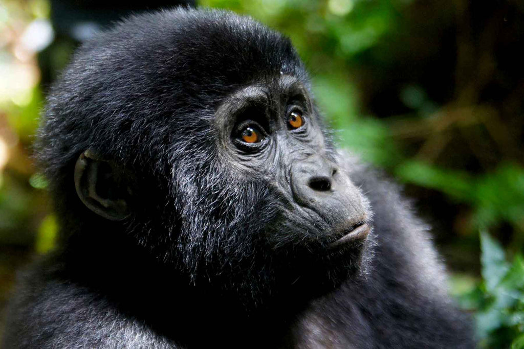 UGANDA GORILLA & WILDLIFE SAFARI