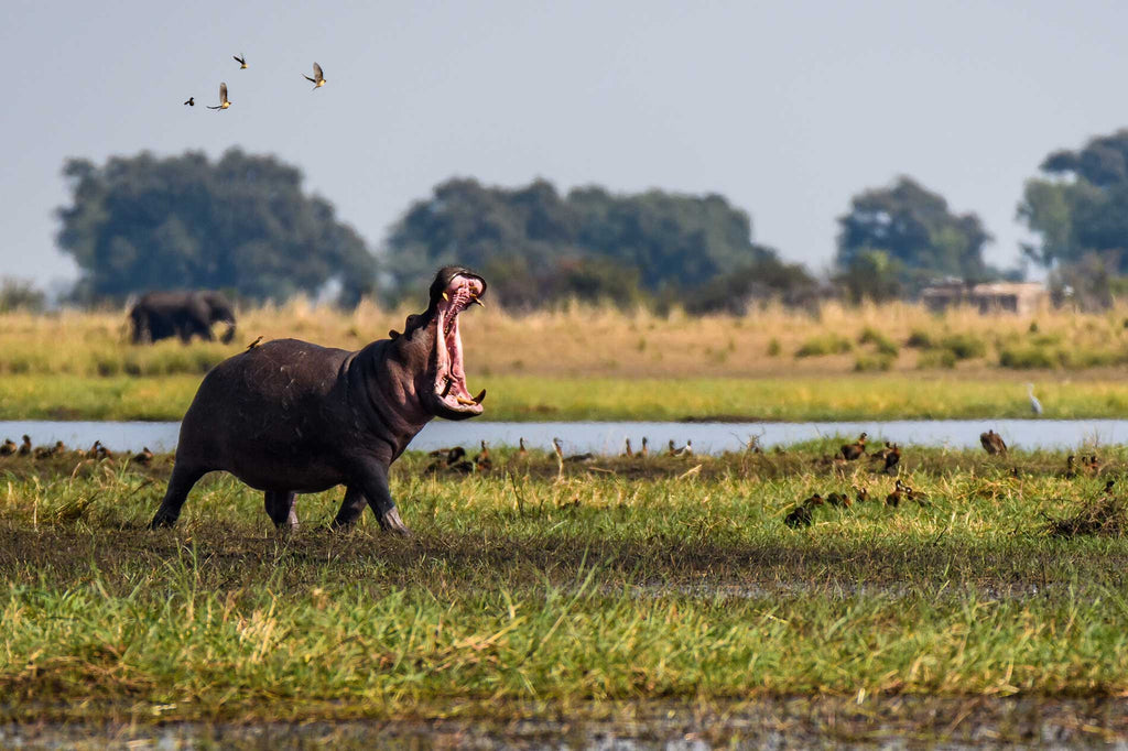 VICTORIA FALLS, CHOBE & OKAVANGO EXPLORER