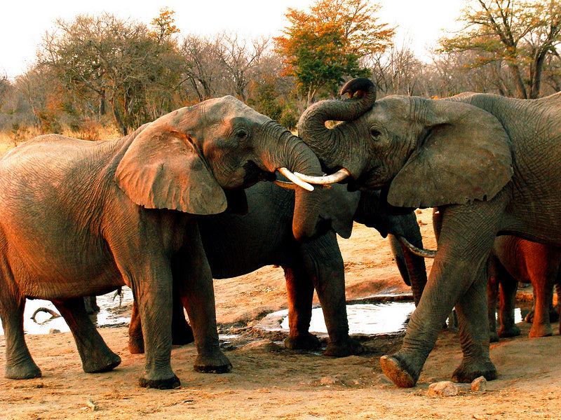 VICTORIA FALLS & HWANGE SAFARI
