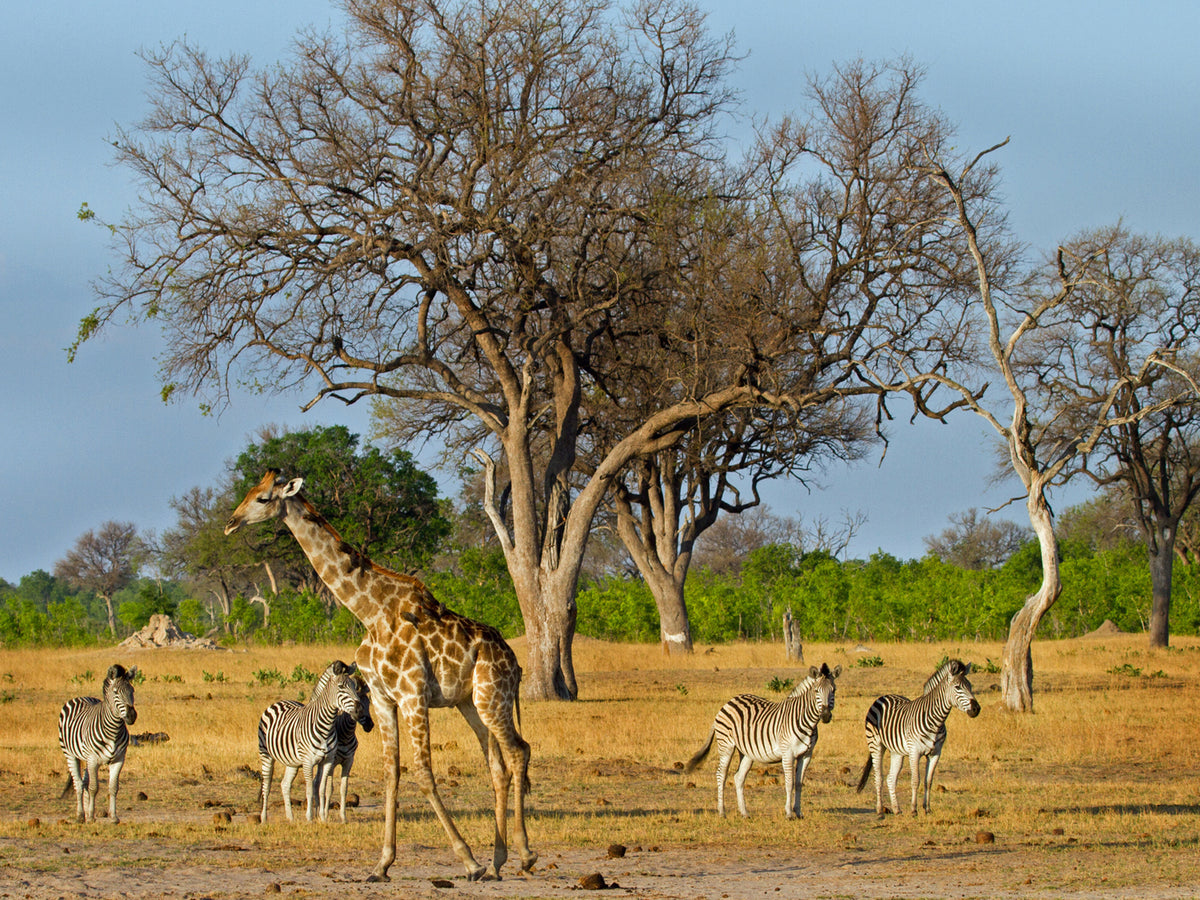 VICTORIA FALLS & HWANGE SAFARI