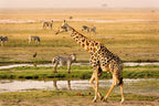 VICTORIA FALLS, CHOBE & OKAVANGO EXPLORER