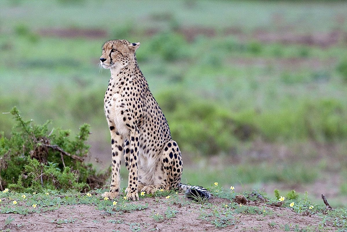 SERENGETI GREAT MIGRATION SAFARI