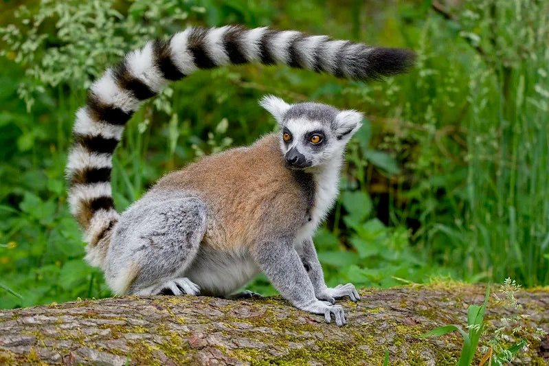 MADAGASCAR DIVING AND WILDLIFE ADVENTURE