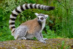 MADAGASCAR DIVING AND WILDLIFE ADVENTURE