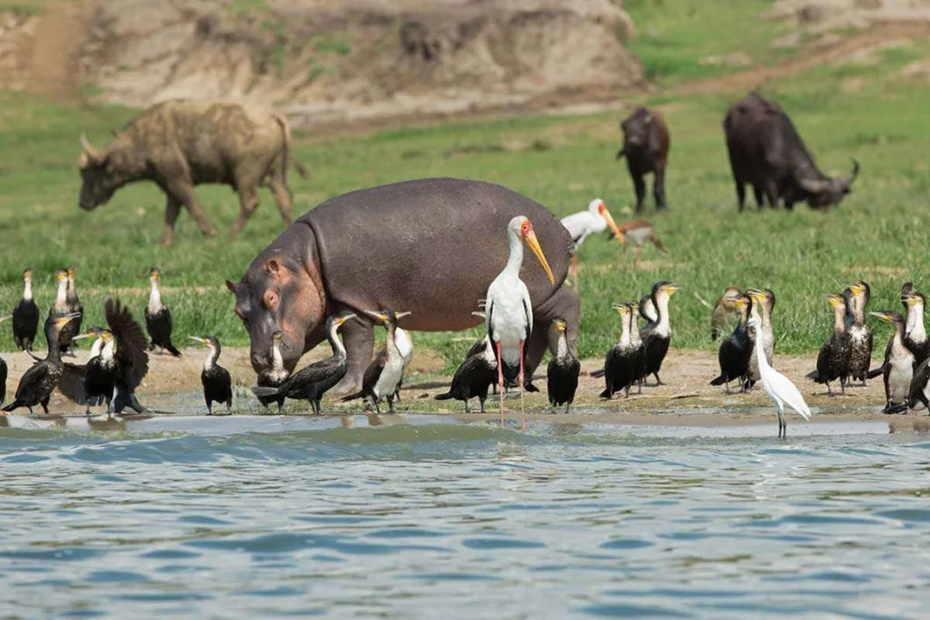 UGANDA GORILLA & WILDLIFE SAFARI