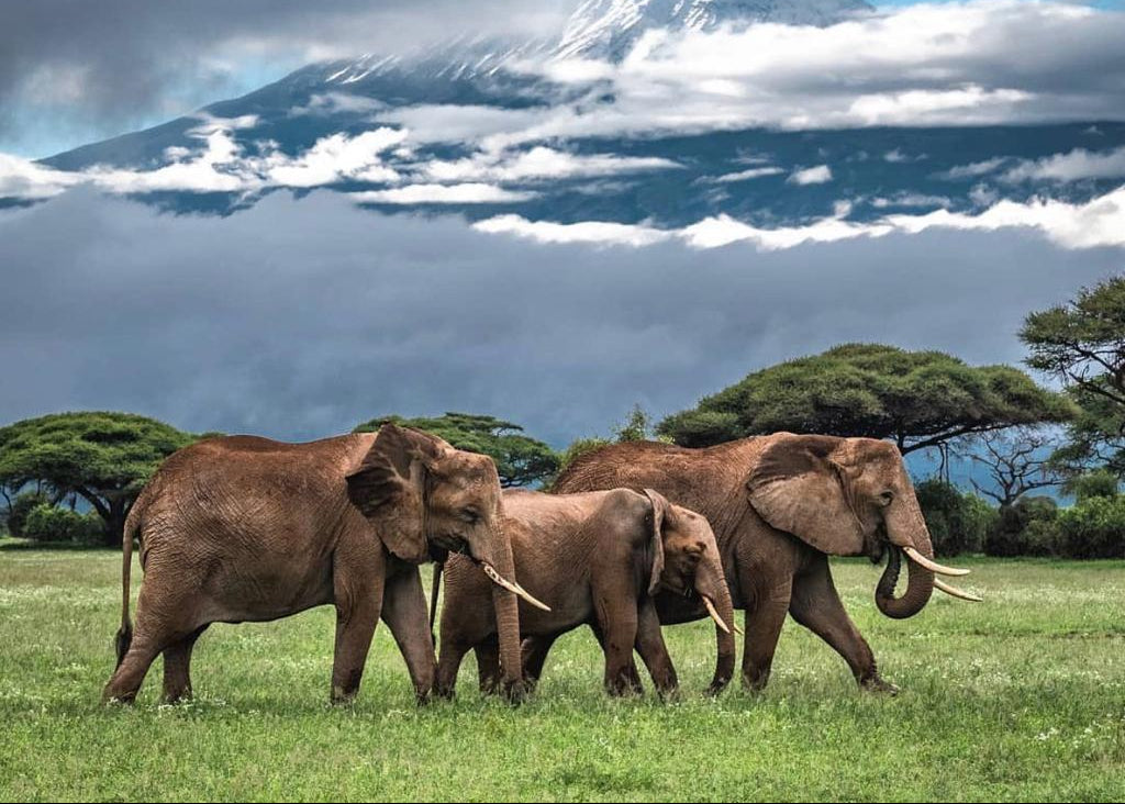 NORTHERN TANZANIA SAFARI EXPERIENCE
