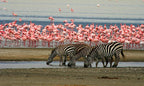 GREAT EAST AFRICA MIGRATION SAFARI