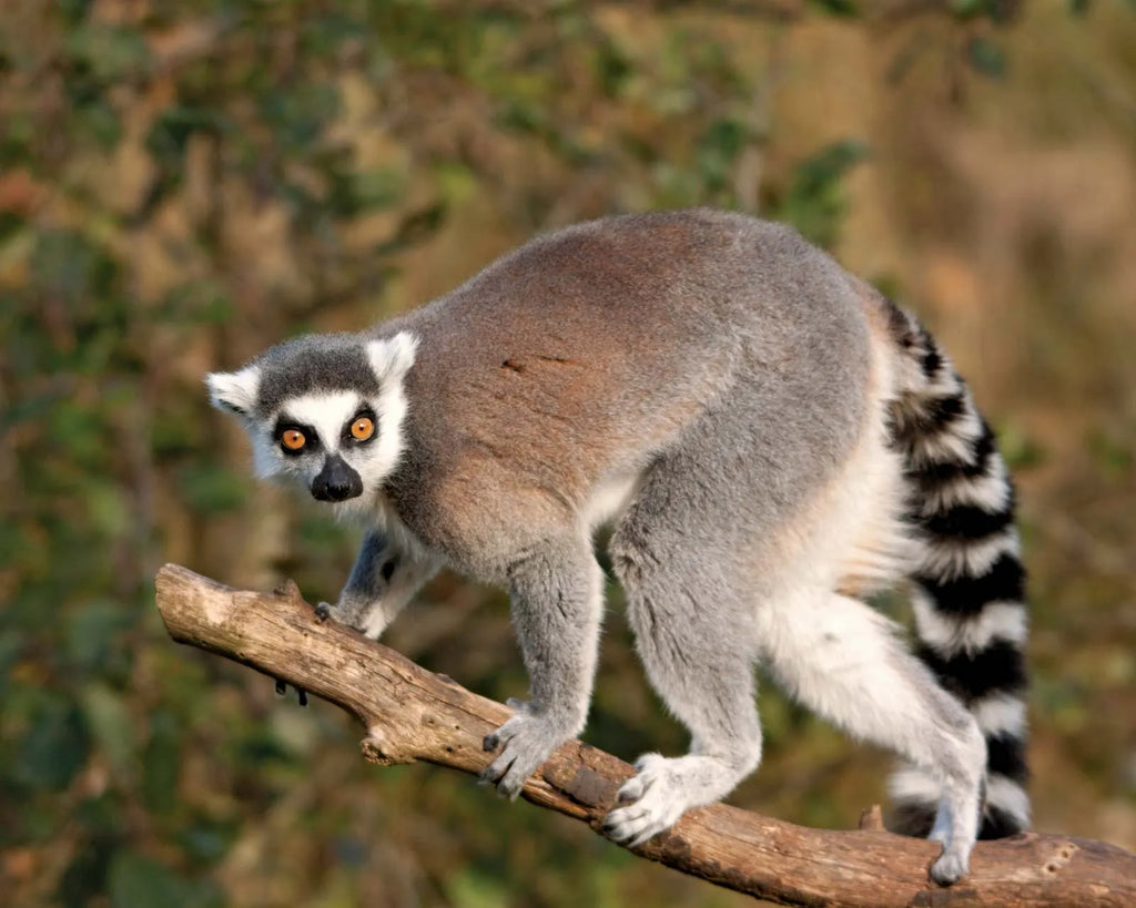 MADAGASCAR DIVING AND WILDLIFE ADVENTURE