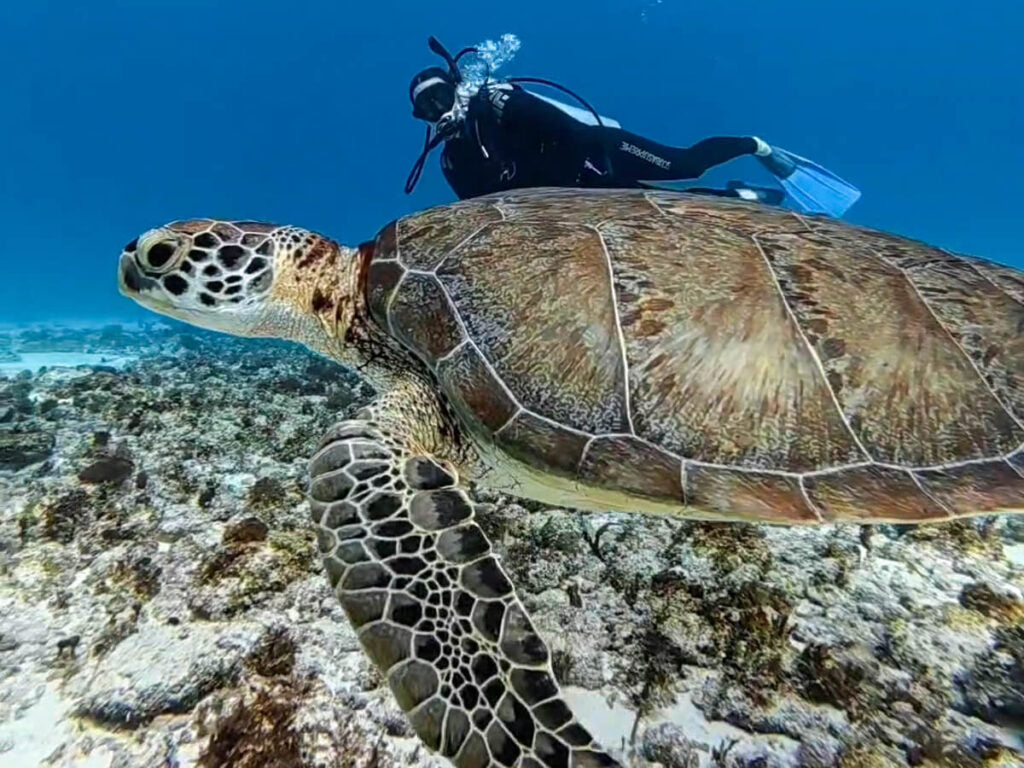 MADAGASCAR ISLAND HOPPING  ESCAPE