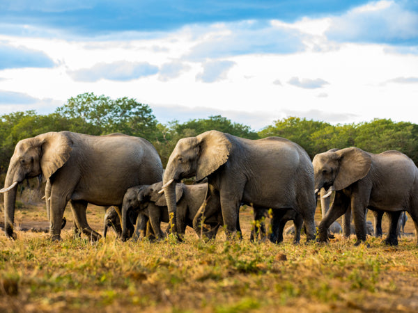 VICTORIA FALLS & HWANGE SAFARI