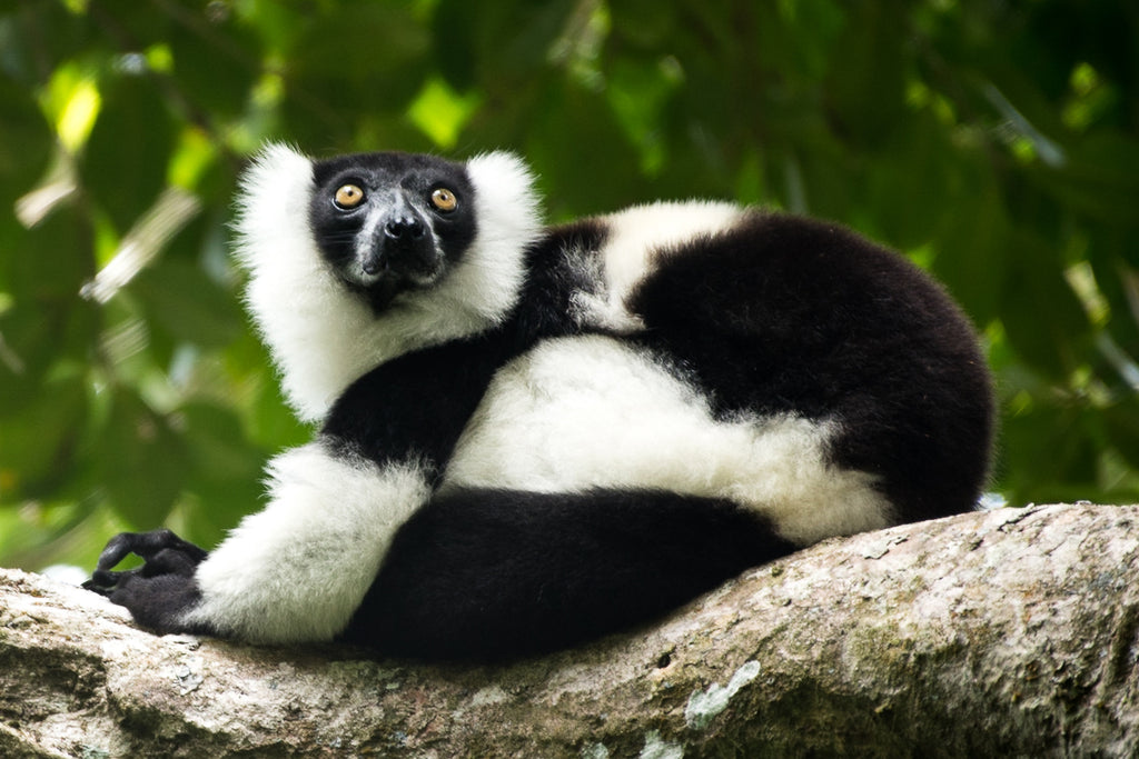 MADAGASCAR RAINFOREST & ISLAND DISCOVERY