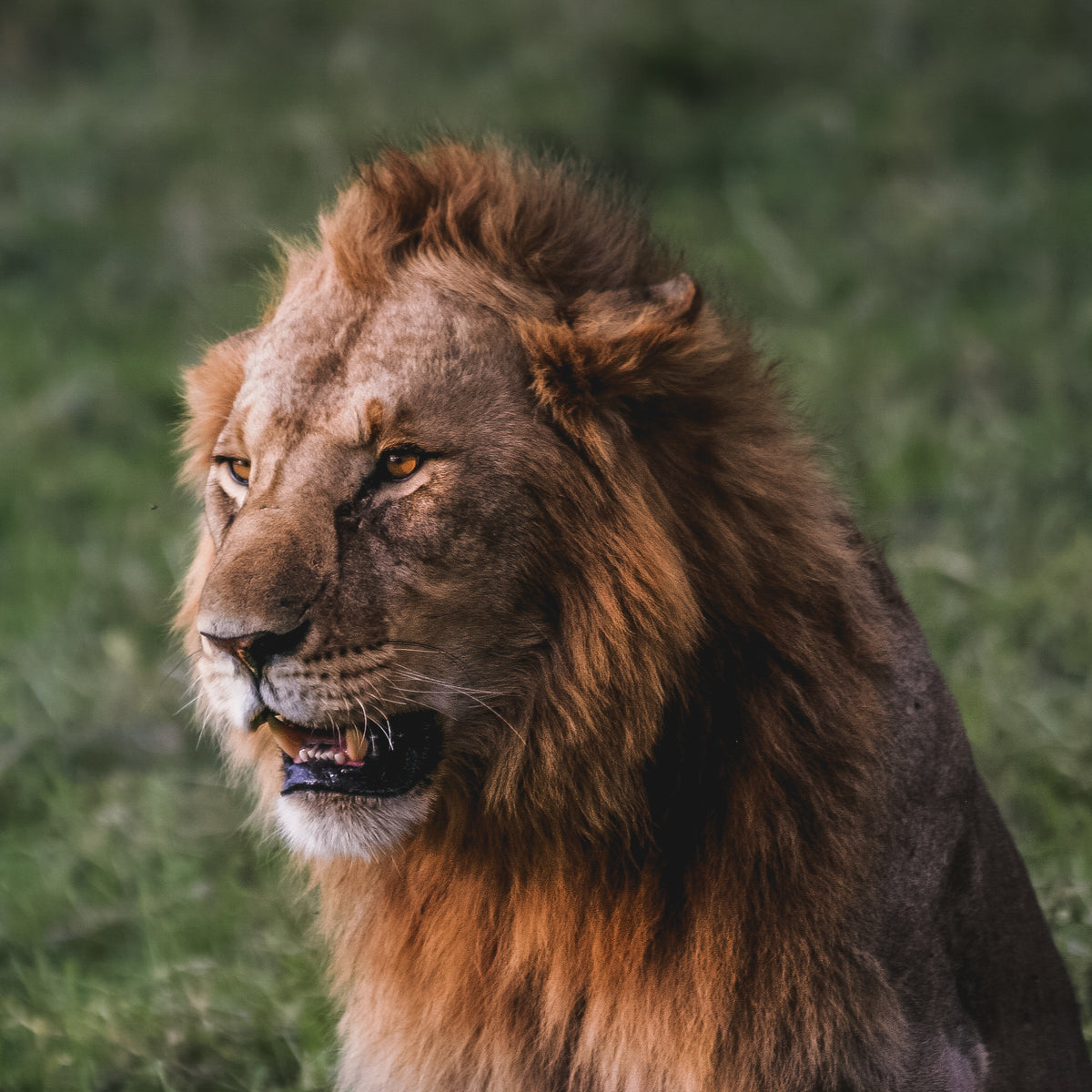 Custom Safari Form – IC Africa Safaris and Tours