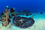 MADAGASCAR DIVING AND WILDLIFE ADVENTURE