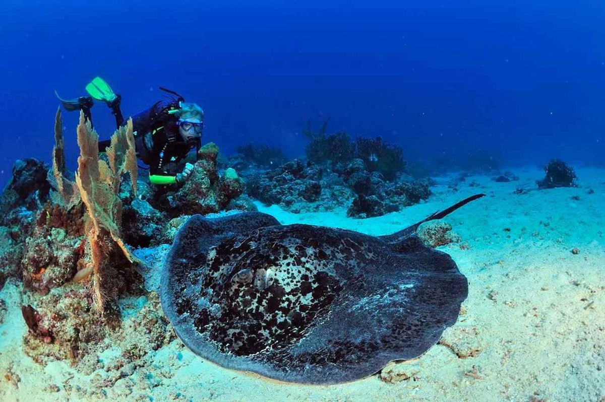 MADAGASCAR DIVING AND WILDLIFE ADVENTURE