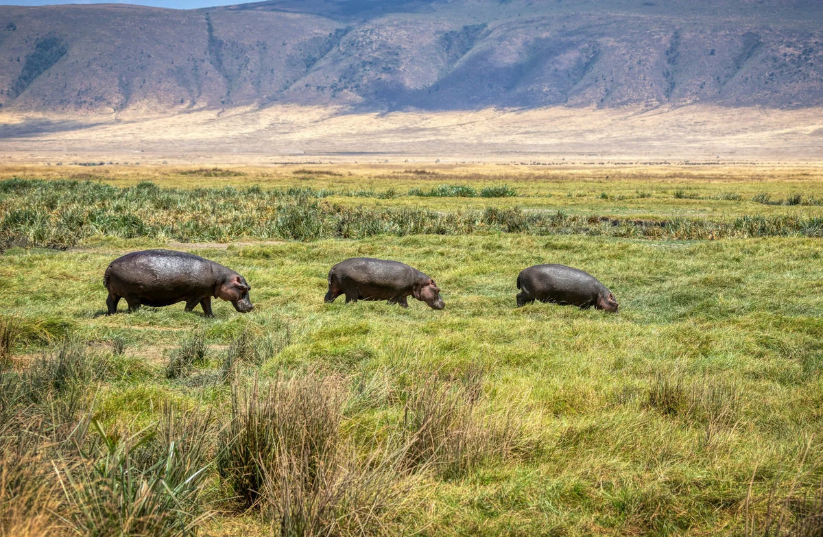 SERENGETI GREAT MIGRATION SAFARI