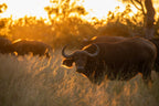 KRUGER & MOZAMBIQUE SAFARI AND BEACH ESCAPE
