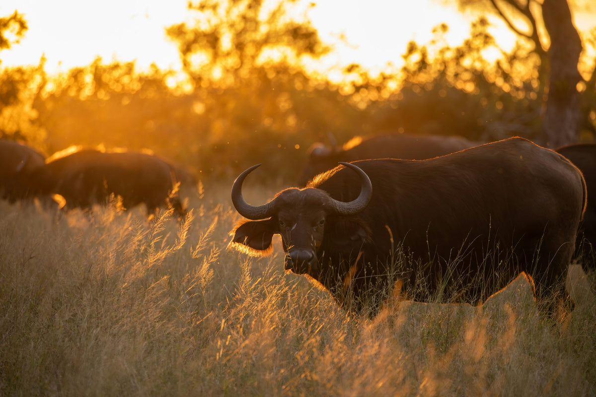 KRUGER & MOZAMBIQUE SAFARI AND BEACH ESCAPE
