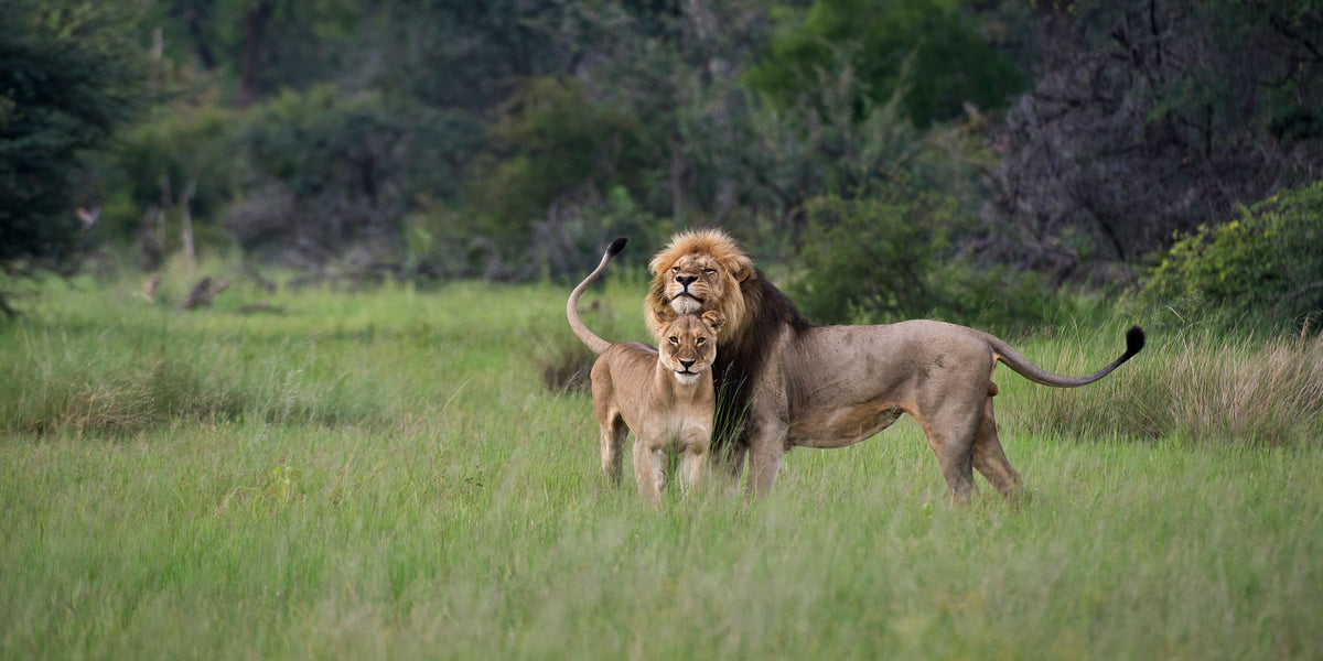 VICTORIA FALLS & HWANGE SAFARI
