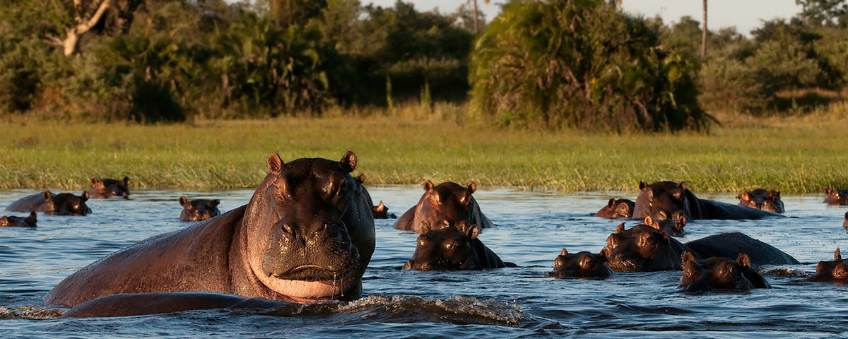 BOTSWANA SIGNATURE SAFARI