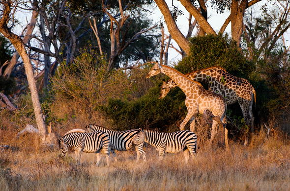 BOTSWANA WILDLIFE EXPLORER