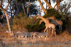 BOTSWANA WILDLIFE EXPLORER