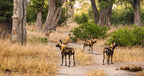 BOTSWANA SIGNATURE SAFARI