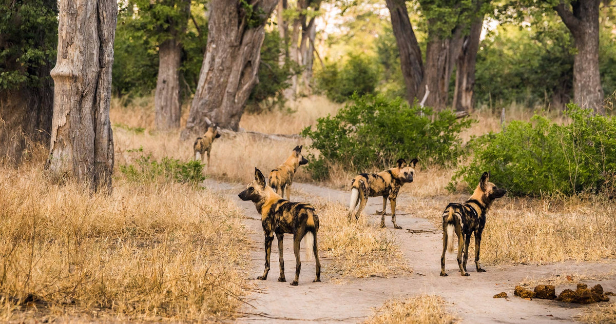 BOTSWANA SIGNATURE SAFARI