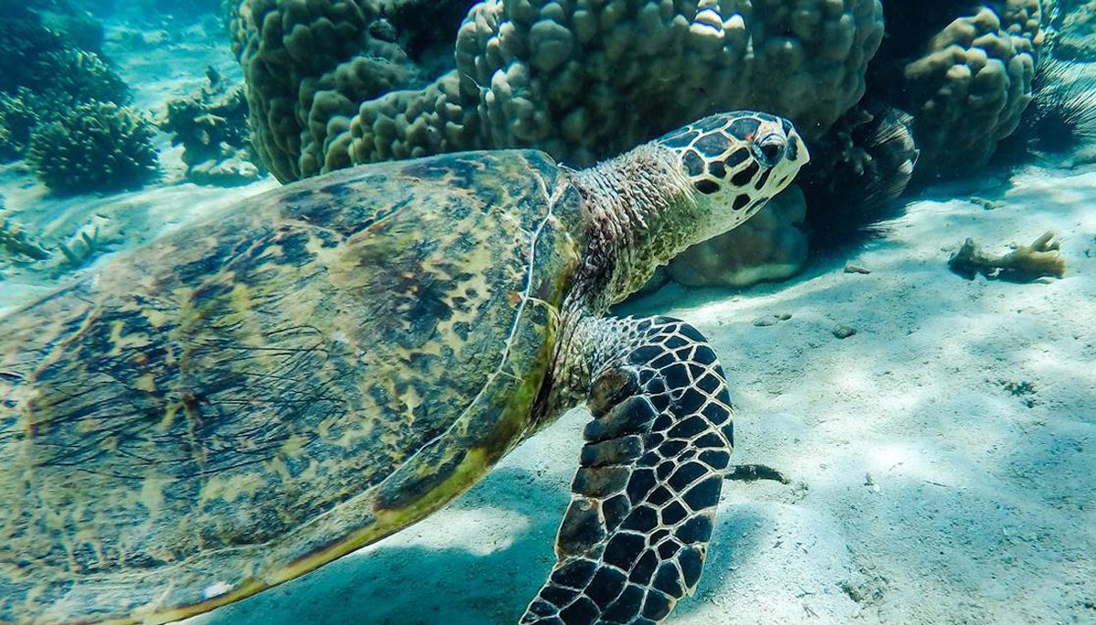MADAGASCAR ISLAND HOPPING  ESCAPE