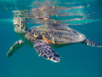 MADAGASCAR DIVING AND WILDLIFE ADVENTURE