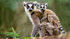 MADAGASCAR RAINFOREST & ISLAND DISCOVERY