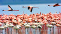 NORTHERN TANZANIA SAFARI EXPERIENCE